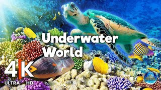 The Best 4k Underwater Meditation Video / Underwater World