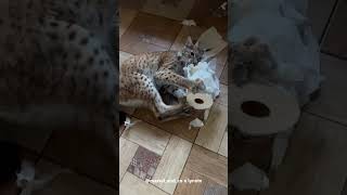 Lynx Marusya Destroys Toilet Paper #shorts