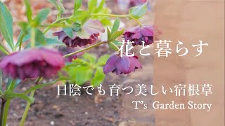 《宿根草のシェードガーデン》荒れ地をローメンテナンスなシェードガーデンへ《T's Gardenのガーデニング》