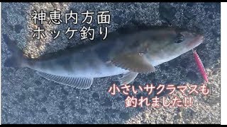 令和元年　5月4日　神恵内方面でホッケ釣り