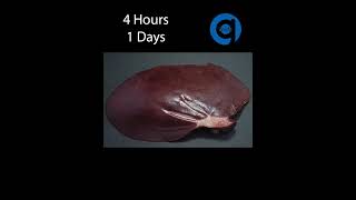 Pig Liver Time Lapse - Rotting Time Lapse