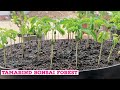 Grow Tamarind from the seed bonsai forest