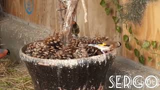 Black-headed goldfinches building a nest -  Чёрноголовые щеглы стоят гнездо