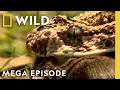 Animal Kingdom's Most Lethal Attacks | World's Deadliest MEGA Episode | Nat Geo Animals