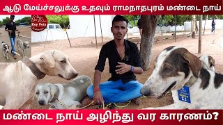 Ramanathapuram Mandai Dog | Mandai Dog | Native Dog Breeds of Tamil Nadu | மண்டை நாய்