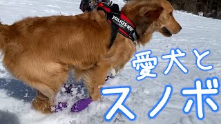 愛犬と一緒にスノボ！〜白馬わんわん旅行（後編）【 ゲレンデを疾走するゴールデンレトリバー】