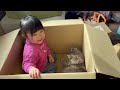 初めて見る雛人形箱を占領する猫　サイベリアンa cat occupies a hina doll box it has never seen before. siberian