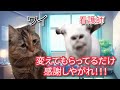 【猫ミーム】tkbがパンパンに腫れあがり、緊急手術になった話＃猫マニ＃猫ミーム