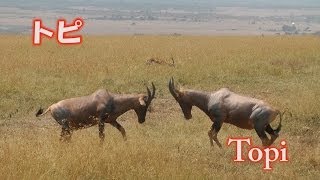 トピ　決闘！？　Topi　アフリカ　ケニア　サファリ