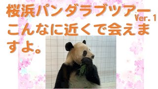 【アドベンチャーワールド　桜浜】パンダラブツアー　バックヤードでかわいい桜浜にこんな近くで会えました(*^-^*)