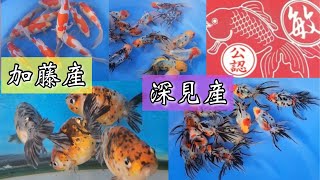 丸敏養魚場【弥富の金魚屋】2023年10月5日〜10月22日の入荷ラインナップ③深見産・加藤産【金魚の品種図鑑\u0026JapaneseGoldFish BGV】