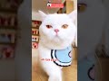 Healing, #cat #animals #funny #kucinglucu #kucingdubbing #shorts @zevaxavier #kucingimut