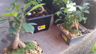 Looking at small mame stock from Walmart how to use for bonsai tree