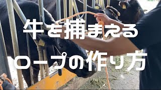 【牛の世話】牛を捕まえるロープの作り方