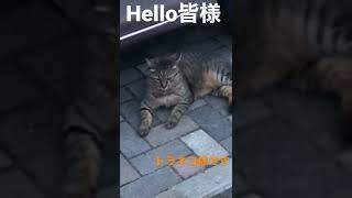 動画ご視聴ありがとうございます。いいね🐅チャンネル登録よろしくお願いします。