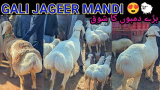 Gali jageer Dumba market || 2025 kurbani ki selection rate and details