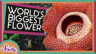 The Biggest Flower in the World! | Corpse Flower | SciShow Kids