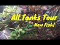 All Tanks Update with new fish!