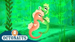 @Octonauts - The Beautiful Seahorse Tale | Full Episode 31 | Cartoons for Kids