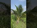 வீசுற காத்தும் வயல்வெளி ...￼🌴🌴