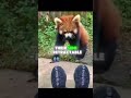 Here are 5 cool things about red pandas #funny #panda #shorts #fyp #panda