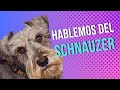 🐾 Descubre al Elegante Schnauzer: Lealtad y Nobleza en Cuatro Patas 🐶