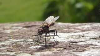 Housefly - Húsfluga