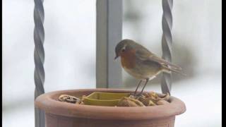 uccellini sul balcone