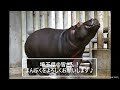 一緒にとべzoo「カバのまんぷく～旅立ちの日～」