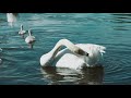 天鹅湖｜四只小天鹅｜天鹅一家湖中畅游 swan lake｜four little swan｜swan family swimming in the lake