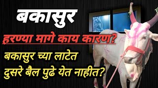 #बकासुर च्या लाटेत बाकी बैल मागेच पडतात का?बकासुर ला टॉप ला पळवावा का?#बैलगाडा_शर्यत