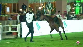 N 79 NAGD SARM   The 6Th International Arabian Horse Show 2023   Fillies 2 Years Old Class 2B