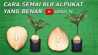 Cara Semai Biji Alpukat Agar Cepat tumbuh