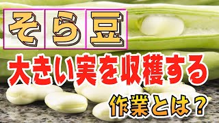 【そら豆】大きい実を収穫するためのコツ！【家庭菜園】【整枝】【土寄せ】【水やり】【追肥】【病害虫】