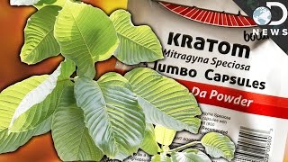 WTF Is Kratom \u0026 Is It A Dangerous Drug?