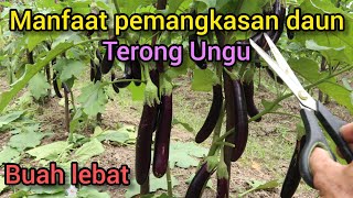 Banyak orang tidak tahu!!! Inilah manfaat pemangkasan daun/tunas terong ungu.