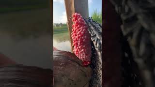 xuhuong #snaileggs #viralvideo #tiktok #nature #trending