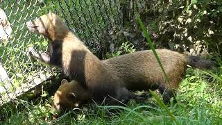 おやつをもらう あんこ＆きなこ ヤブイヌ Bush dog 東山動植物園