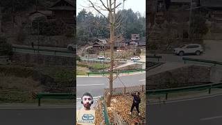 Cutting a Tree From Yard || Tree Cutting Video || #youtubeshorts