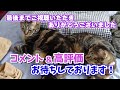 【保護猫】シャカシャカおもちゃで遊ぶよ！