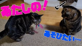 【保護猫】シャカシャカおもちゃで遊ぶよ！