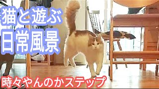 賢い猫メインクーンとボール遊びするとこうなります。