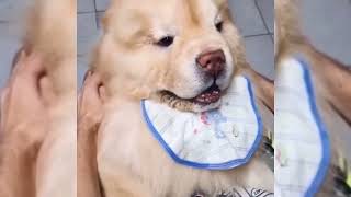 搞笑的宠物 这些狗子成精了  爆笑场面 Funny Pets #狗狗  #pets