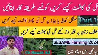 Till ki kasht kese kren تل کی کاشت کیسے کریں |کونسا طریقہ کاشت بہترین ہے