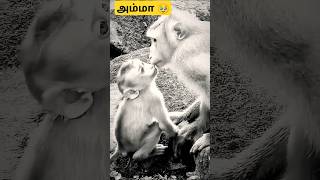 #அம்மா பாசம் 🥹#trending #petlover #funny #animals #monkey #amma #pasam #viralvideo #village