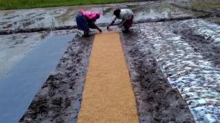 Dapog Nursery Paddy Farming - Part 2, Mannady, Pathanamthitta, Kerala Rice Cultivation Mechanised