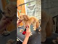 2025年超スッキリで始動！ポメプー・ぽぽちゃん8歳10ヶ月 pomeranian toypoodle ポメプー トイプードル 犬 dog grooming トリミング 佐野市