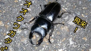 【オオクワガタ】2♂♂2♀♀飛来！ライトトラップ完全版2021年8月6日