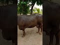 nili ravi buri buffalo in punjab dairy farm subscribe channel