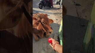 Jai Gau Mata 🙏🏻🥺 #cow #yshorts #gaumata #kalisinghrajputt #reels #shorts #subscribe #viralvideo